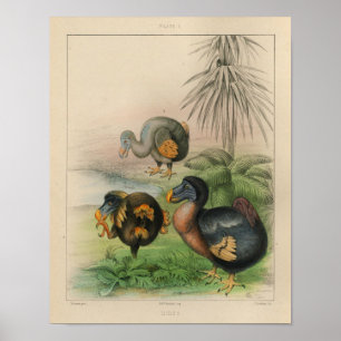 1866 Dodo Bird  Color Print