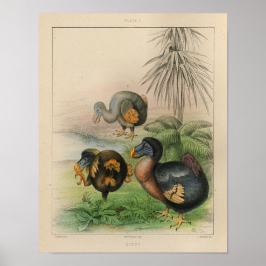 1866 Dodo Bird Color Print (Voorkant)