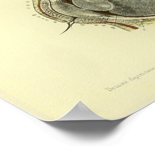 1866 Humaan oog Cornea Anatomy Print (Hoek)