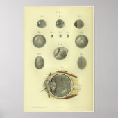 1866 Humaan oog Cornea Anatomy Print (Voorkant)