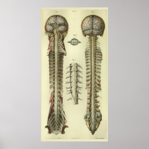 1866 Spinale stekker voor hersenen Anatomie Afdruk Poster