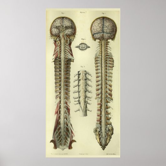 1866 Spinale stekker voor hersenen Anatomie Afdruk Poster (Voorkant)