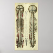 1866 Spinale stekker voor hersenen Anatomie Afdruk Poster (Voorkant)