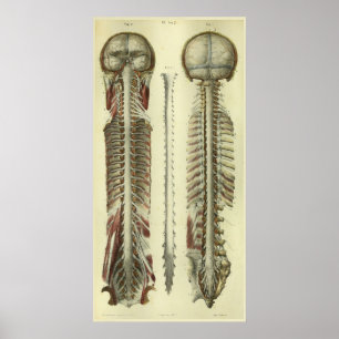 1866 Spinale stekker voor hersenen Anatomie Afdruk Poster