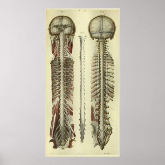 1866 Spinale stekker voor hersenen Anatomie Afdruk Poster (Voorkant)