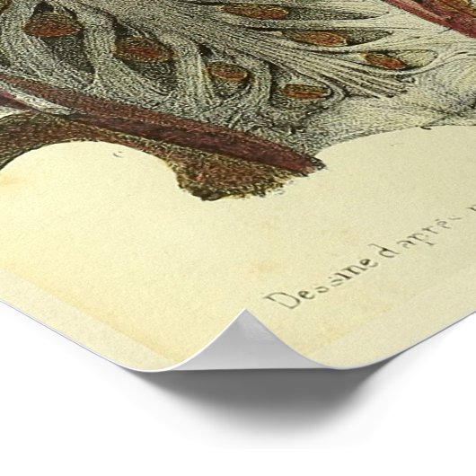 1866 Spinale stekker voor hersenen Anatomie Afdruk Poster (Hoek)