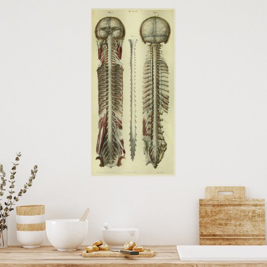 1866 Spinale stekker voor hersenen Anatomie Afdruk Poster (Keuken)
