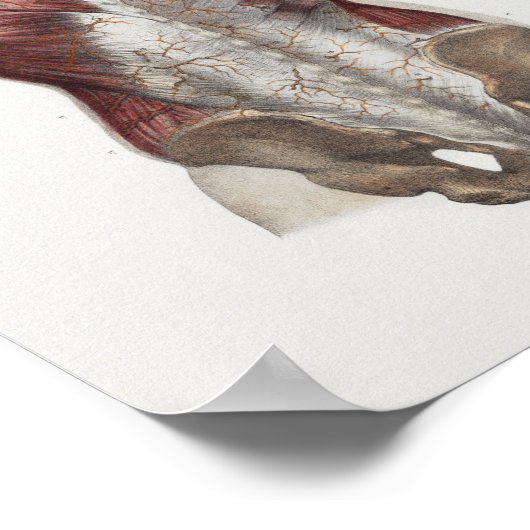 1867 Achterhalsspieren  anatomie Afdrukken Poster (Hoek)