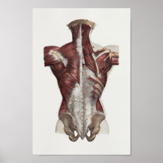 1867 Achterhalsspieren anatomie Afdrukken Poster (Voorkant)