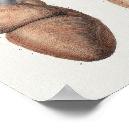 1867 Anatomy Print voor het menselijk hart (Hoek)