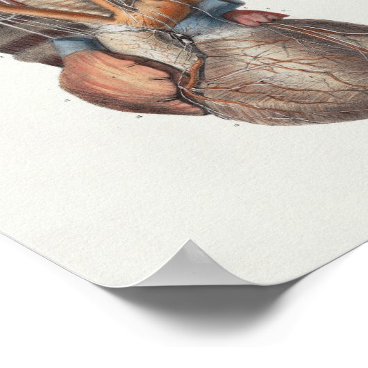 1867 Anatomy Print voor het menselijk hart (Hoek)