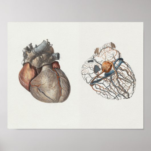 1867 Anatomy Print voor het menselijk hart  (Voorkant)