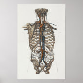1867 Aorta Skeleton Anatomy Print (Voorkant)
