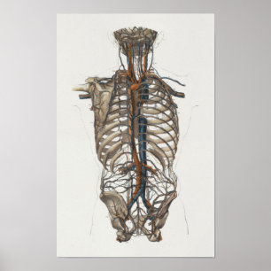 1867 Aorta Skeleton  Anatomy Print