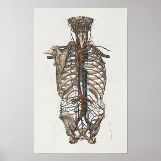 1867 Aorta Skeleton  Anatomy Print (Voorkant)
