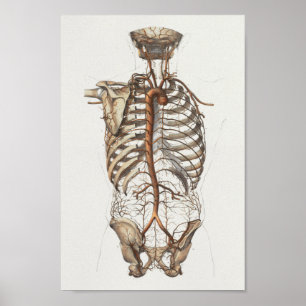1867 Aorta Skeleton  Anatomy Print