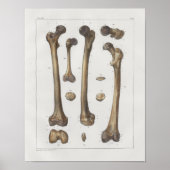 1867 Been Femur Botten  Anatomie Afdrukken Poster (Voorkant)