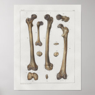 1867 Been Femur Botten Anatomie Afdrukken Poster