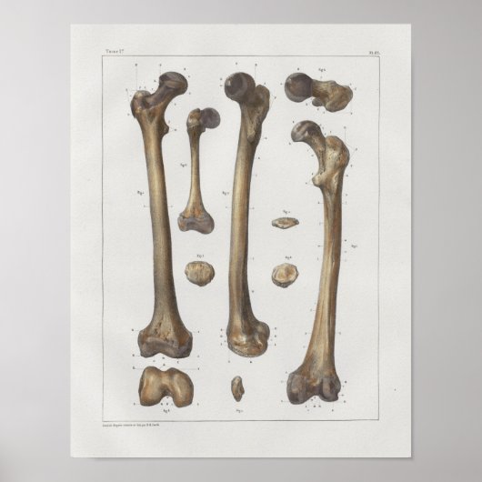 1867 Been Femur Botten Anatomie Afdrukken Poster (Voorkant)