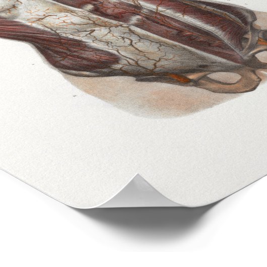 1867  borstspieren Anatomie Afdrukken Poster (Hoek)