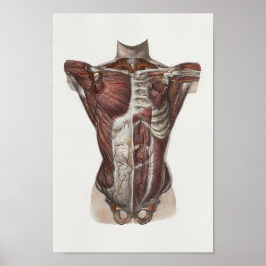 1867  borstspieren Anatomie Afdrukken Poster (Voorkant)