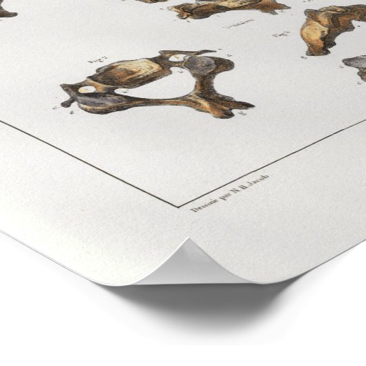 1867 Cervicale vertebrae anatomie afdrukken Poster (Hoek)