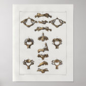 1867 Cervicale vertebrae anatomie afdrukken Poster (Voorkant)