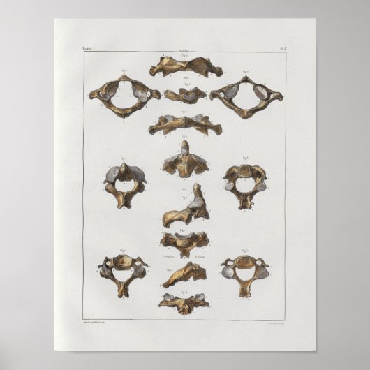1867 Cervicale vertebrae  anatomie afdrukken Poster (Voorkant)