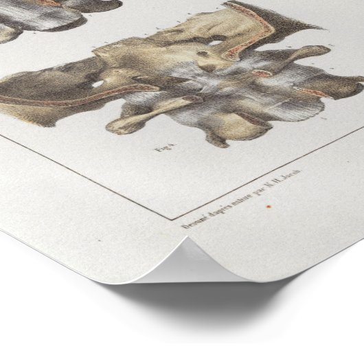 1867 Cervicale wervelkolom anatomie afdrukken Poster (Hoek)