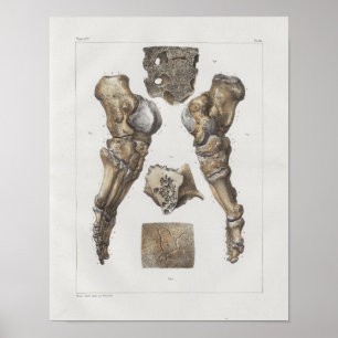 1867 Foot Ankle Botten  Anatomy Print