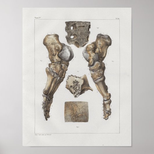 1867 Foot Ankle Botten Anatomy Print (Voorkant)