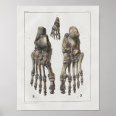 1867 Foot Ankle Botten Anatomy Print (Voorkant)