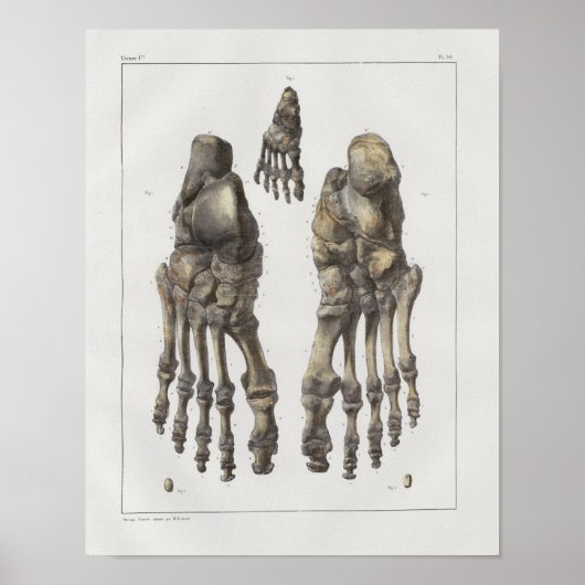 1867 Foot Ankle Botten  Anatomy Print (Voorkant)