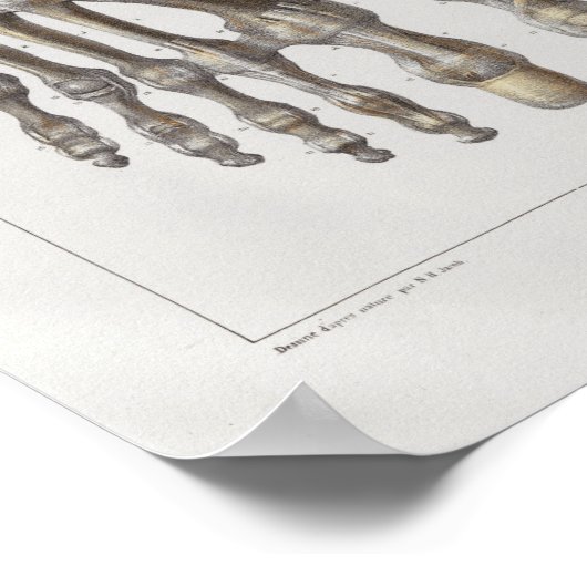 1867 Foot Botten  Anatomy Print (Hoek)