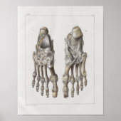 1867 Foot Botten  Anatomy Print (Voorkant)