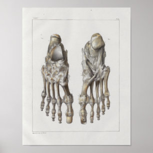 1867 Foot Botten  Anatomy Print