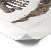 1867 Foot Botten Anatomy Print (Hoek)