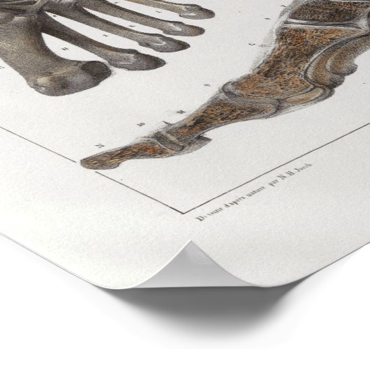 1867 Foot Botten Anatomy Print (Hoek)