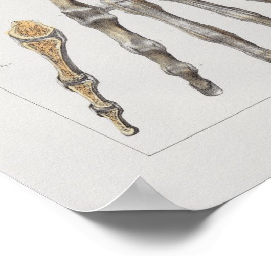 1867 Hand Botten Anatomy Print (Hoek)