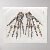 1867 Hand Botten  Anatomy Print (Voorkant)