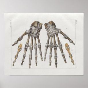 1867 Hand Botten  Anatomy Print