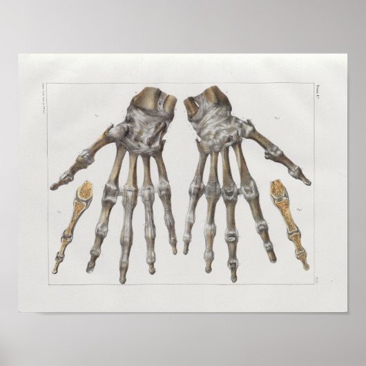 1867 Hand Botten Anatomy Print (Voorkant)