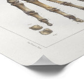 1867 Hand Wrist Botten  Anatomy Print (Hoek)