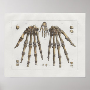 1867 Hand Wrist Botten Anatomy Print
