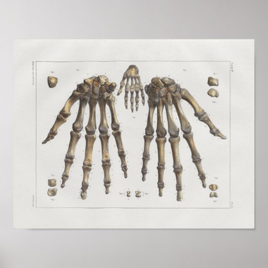 1867 Hand Wrist Botten  Anatomy Print (Voorkant)