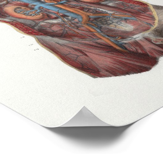 1867 Heart Kidney  Anatomy Print (Hoek)