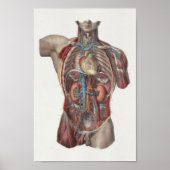 1867 Heart Kidney  Anatomy Print (Voorkant)