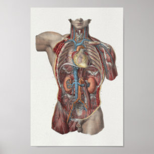 1867 Heart Kidney  Anatomy Print