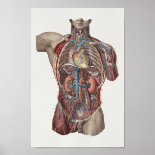 1867 Heart Kidney  Anatomy Print (Voorkant)