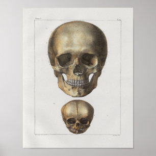 1867 Humaan Anatomie Afdrukken Poster